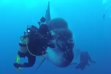 Pogledajte spektakularan susret ronilaca sa stvarno velikim velikim bucnjem