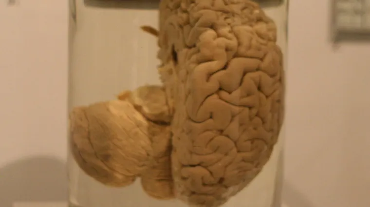 Veličina ipak nije važna... bar što se ovog organa tiče