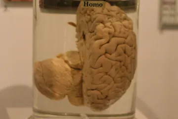 Veličina ipak nije važna... bar što se ovog organa tiče