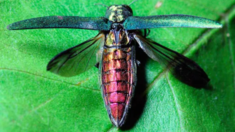 &Scaron;ume diljem američkog zapada umiru zbog siću&scaron;nog kukca iz Kine