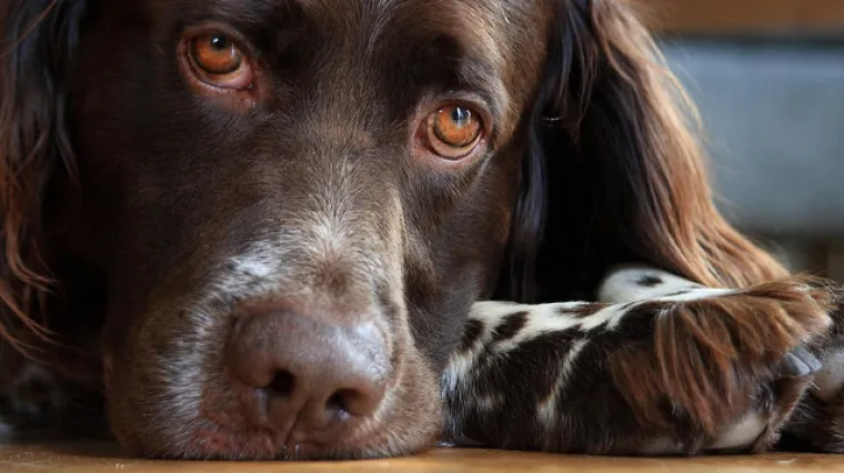 Horoskop i kućni ljubimci: Odaberite kućnog ljubimca koji odgovara va&scaron;em znaku