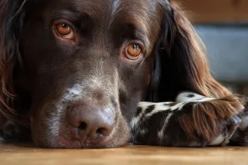 Horoskop i kućni ljubimci: Odaberite kućnog ljubimca koji odgovara vašem znaku