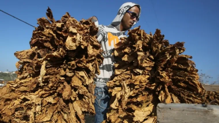 Carinska uprava samo pro&scaron;li tjedan zaplijenila vi&scaron;e od 23 tone duhana