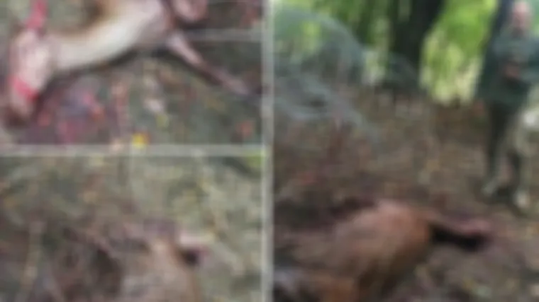 Ove sirote životinje prve su žrtve Orbanove bodljikave žice!