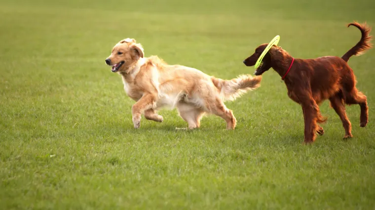 Opsežno istraživanje pokazalo: pas je rođen prije 15.000 godina u srednjoj Aziji
