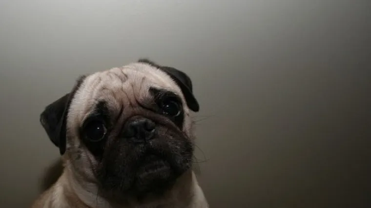 Dobra vijest za vlasnike ljubimaca: novi lijek mogao bi produljiti pseći život!