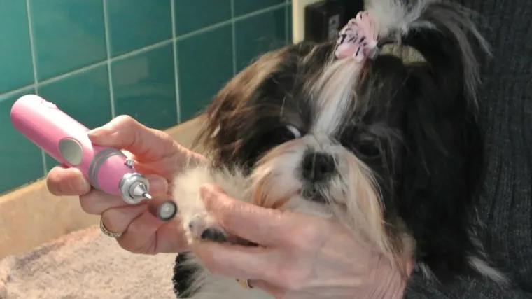 Novi lijek mogao bi produljiti pseći život, a možda i ljudski