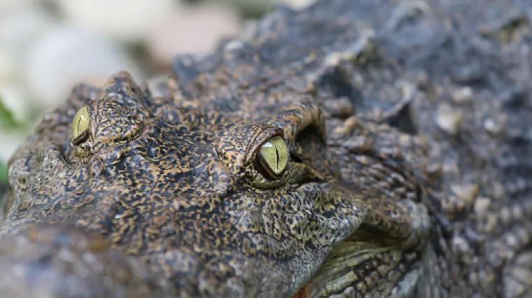 Znate li zašto krokodili spavaju s jednim otvorenim okom?