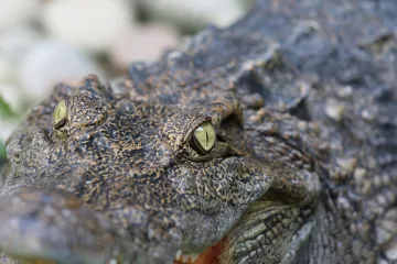 Znate li zašto krokodili spavaju s jednim otvorenim okom?