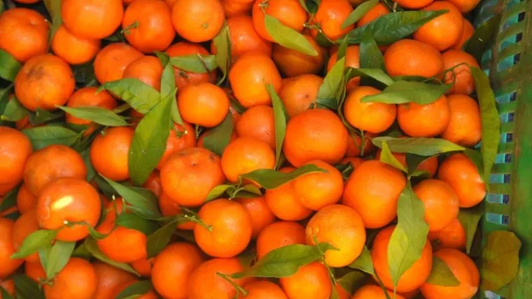 Tako su ukusne, a &scaron;tite od raka, hepatitisa, kolesterola...