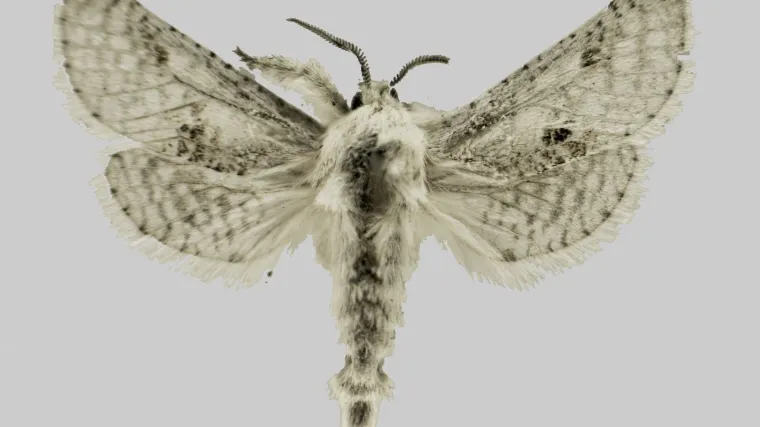 Želite li da životinjska vrsta bude imenovana po vama?