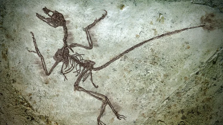 Pronađeni deseci neobičnih dinosaura uključujući divovskog pterosaura