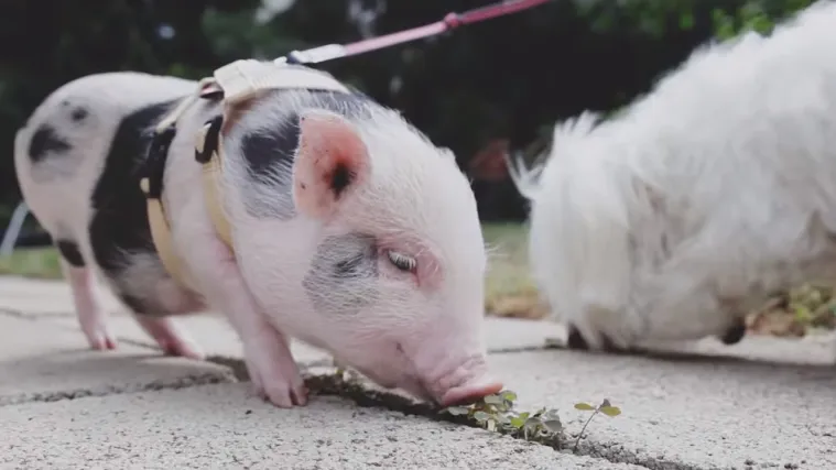 Genetskim inžinjeringom kreiraju životinje kakve žele
