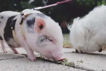 Genetskim inžinjeringom kreiraju životinje kakve žele