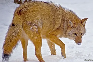 Ovo nije vic - nastala je nova vrsta!