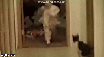 Mačke su zle i mrze ljudsku djecu? Pogledajte video pa prosudite sami