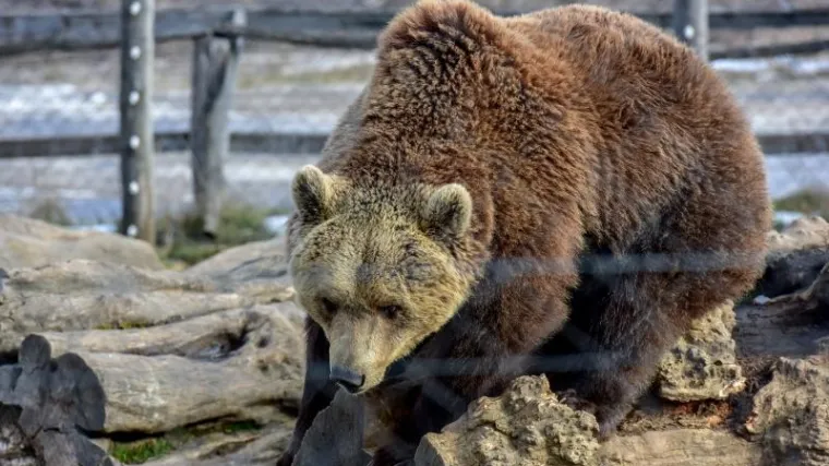 Medvjed napravio pomutnju na autocesti: ustrijelili su ga jer je uspavljivanje bilo neizvedivo