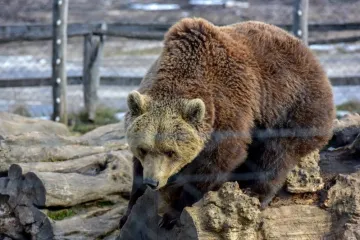Medvjed napravio pomutnju na autocesti: ustrijelili su ga jer je uspavljivanje bilo neizvedivo