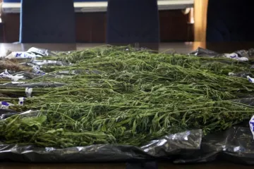 Policija u kući u Matuljima pronašala 214 stabljika indijske konoplje i dva kilograma marihuane