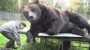 Medvjed svojim slikama uzdržava jo&scaron; 6 drugih medvjeda