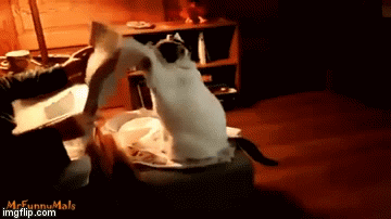 Mačke mrze kada nisu u sredi&scaron;tu pažnje, pogledajte kako su nesnosne