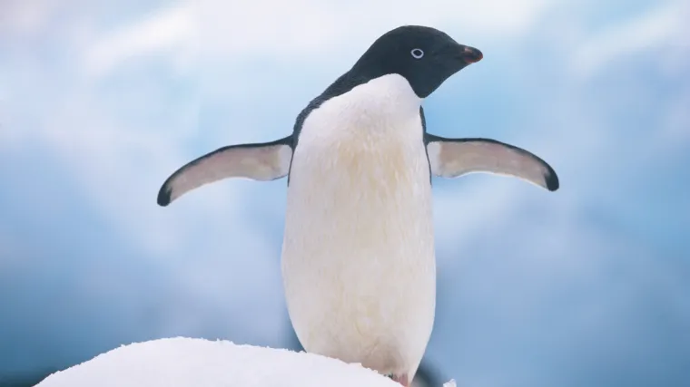 Mračna istina o pingvinima