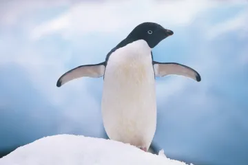 Mračna istina o pingvinima