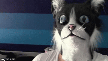 Genijalnom maskom prestravio hrpu mačaka, svakako isprobajte njegovu metodu