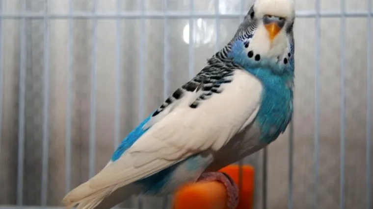 "Moja papigica Mikica osječki je slučaj Medo"