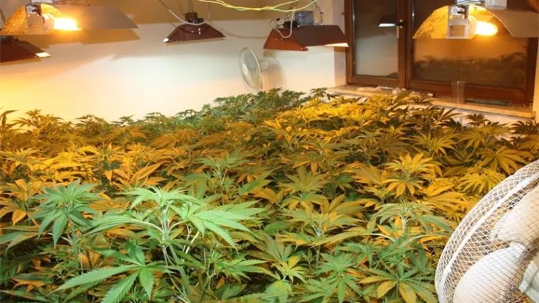 Iznajmio kuću i u njoj uzgajao 225 stabljiki indijske konoplje