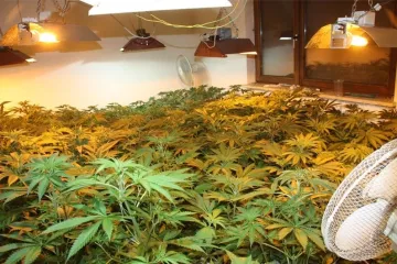 Iznajmio kuću i u njoj uzgajao 225 stabljiki indijske konoplje