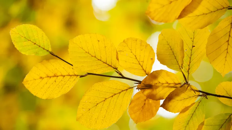 Početak studenog obilježile su neobično visoke temperature, no već sutra stiže nestabilnije razdoblje