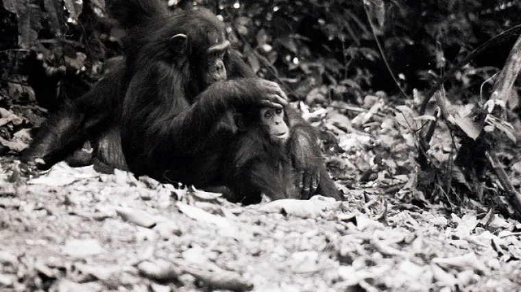 Čimpanze poklanjaju posebnu pozornost henidkepiranoj mladunčadi
