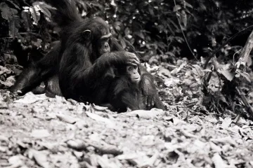 Čimpanze poklanjaju posebnu pozornost henidkepiranoj mladunčadi