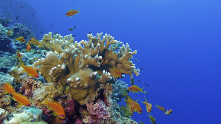 Uzgojeni 'superkoralji' za spas koraljnih grebena
