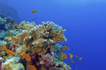 Uzgojeni 'superkoralji' za spas koraljnih grebena