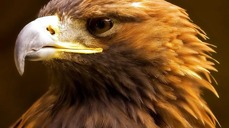 Kako na&scaron;u svarnost vide kućni ljubimci, &scaron;takori, ribe...