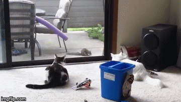 S ovim mačkama ba&scaron; nije sve u redu... ili možda samo žele da to mislimo?