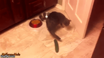 Konačno znamo čega se mačke najvi&scaron;e boje, a to je stvar koju bi najmanje očekivali