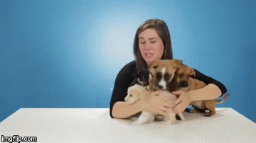 Pijanim curama uvalili hrpu &scaron;tenaca i potpuno ih izbezumili