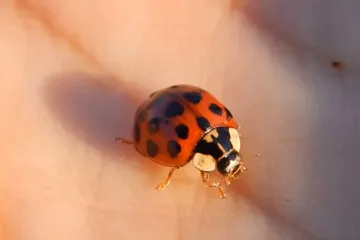 Opasna azijska bubamara širi se Istrom