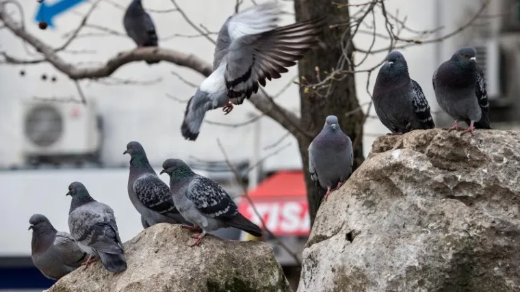 Jeste li se ikada zapitali za&scaron;to nikada niste vidjeli mladunče goluba?