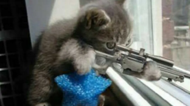Belgijci ispunili Twitter slikama mačića i pokazali da se ne boje: 'Teroristi nemaju &scaron;anse!'