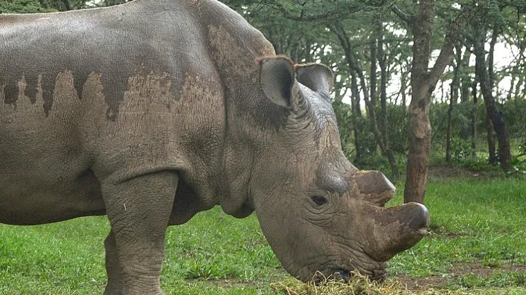 Uginuo jedan od posljednja četiri sjeverna bijela nosoroga