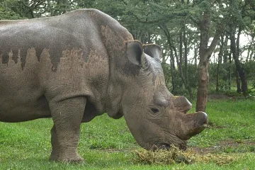 Uginuo jedan od posljednja četiri sjeverna bijela nosoroga
