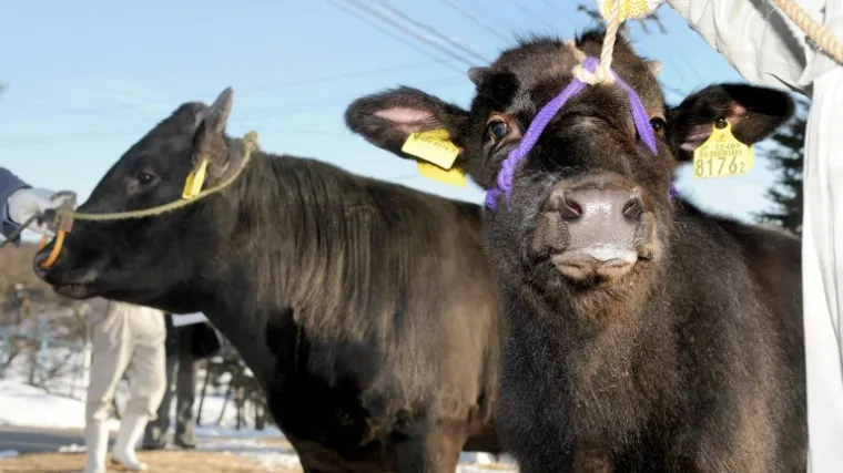 Kina gradi najveću tvornicu na svijetu