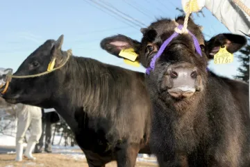 Kina gradi najveću tvornicu na svijetu