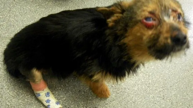 Malenu čivavu drogirali, živu zapalili, slomili joj kosti i bacili u smeće!