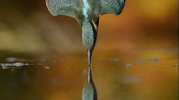 U &scaron;est godina snimio 720.000 fotografija da ulovi pravu