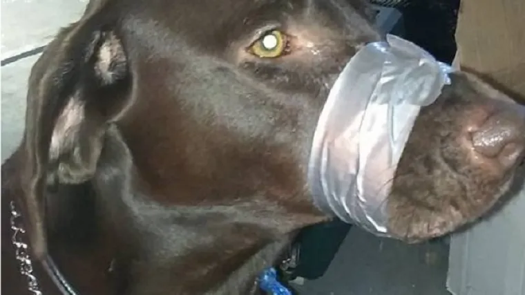 Oko nju&scaron;ke svog psa omotala selotejp i poručila: 'Ovo se dogodi kad ne za&scaron;uti&scaron;'